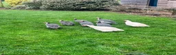 Guinea Fowl poultry for sale: Muscovie Ducks& Guinea fowls  - Advert 1
