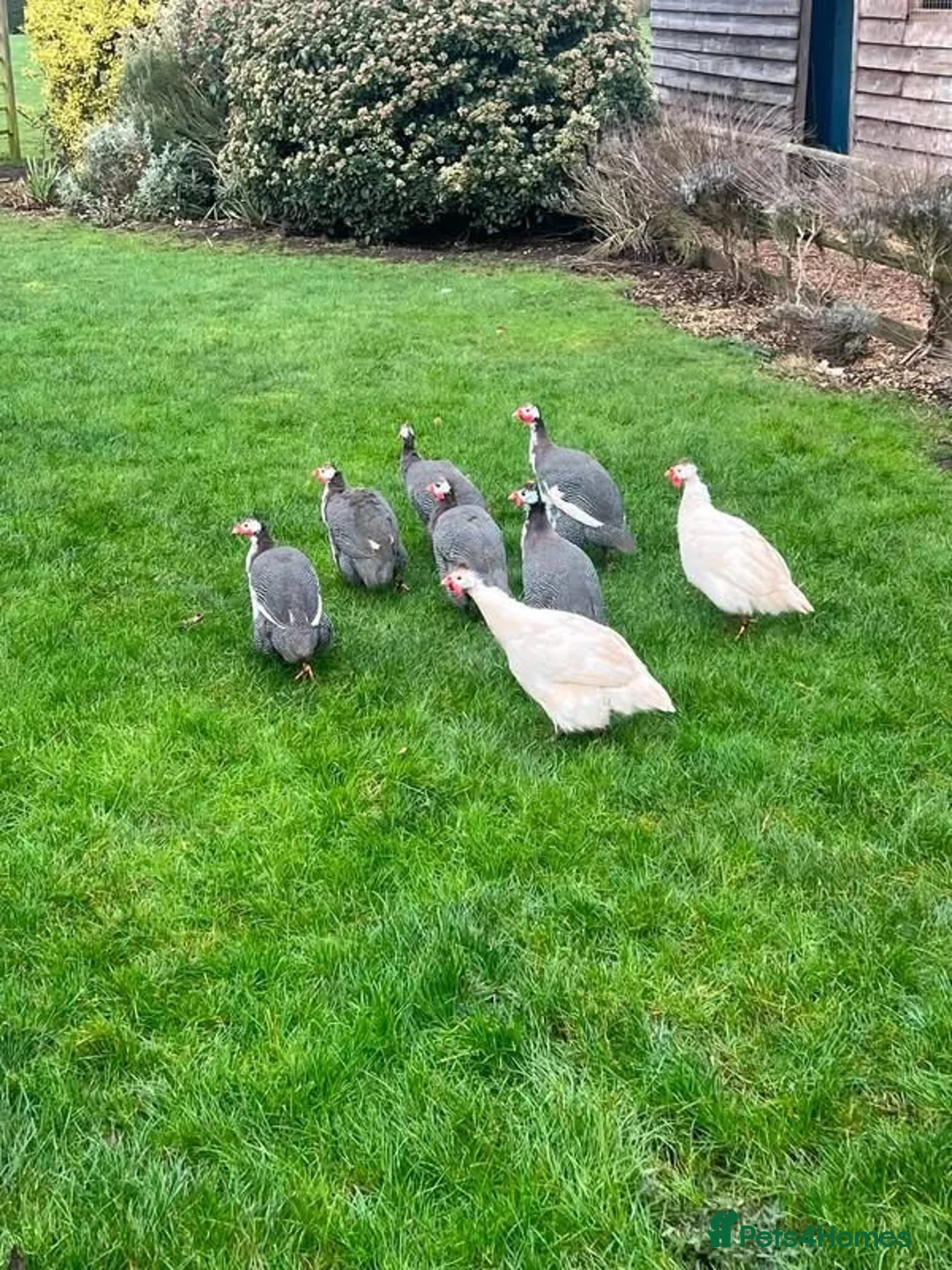Guinea Fowl poultry for sale: Muscovie Ducks& Guinea fowls  - Advert 1