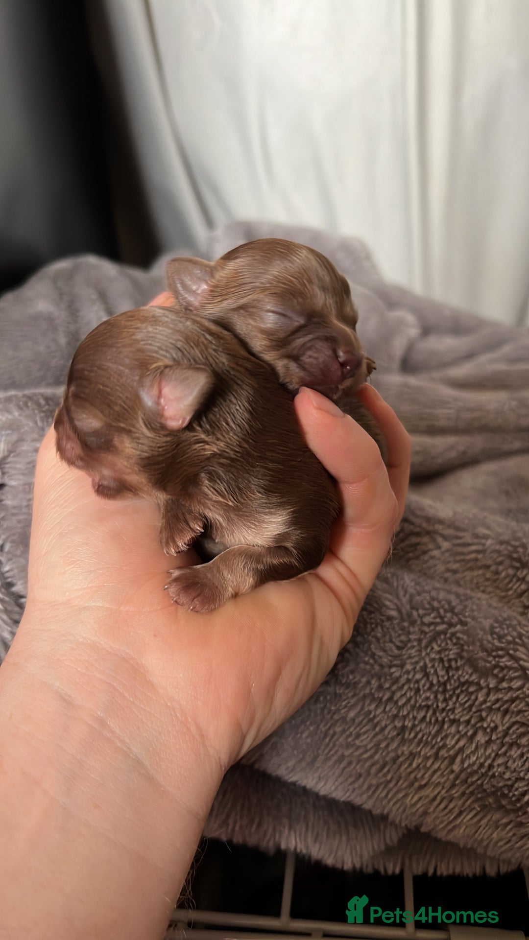 Chihuahua dogs for stud: Oscar for stud  in Warrington - Image 7