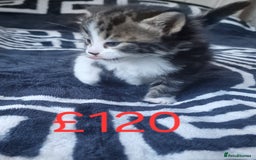 Mixed Breed cats for sale: Stunning kittens starting st £100 - Image 3