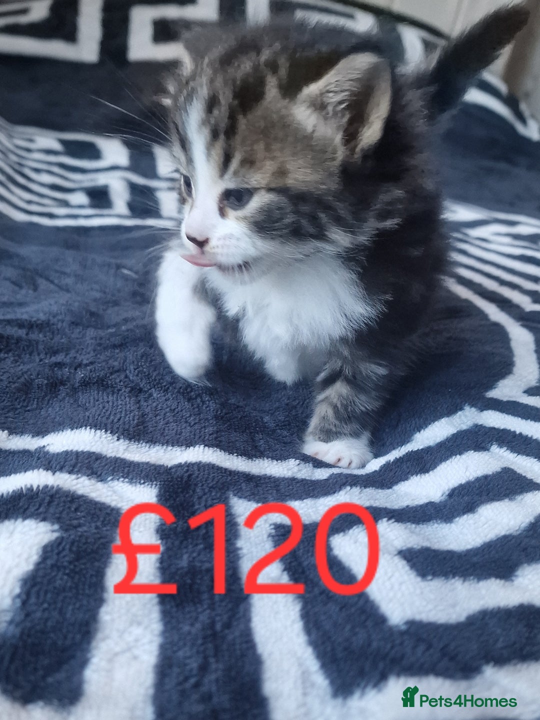 Mixed Breed cats for sale: Stunning kittens starting st £100 - Image 3