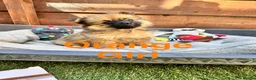 Pomeranian dogs for sale: ✨🐶 9  Beautiful Pomeranian Puppies  - Advert 23
