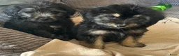 Mixed Breed dogs for sale: Beautiful cockerpoo cross puppies  - Advert 10