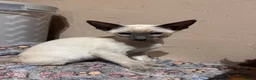 Siamese cats for sale: 2 cute Siamese girls available ready now  - Advert 5