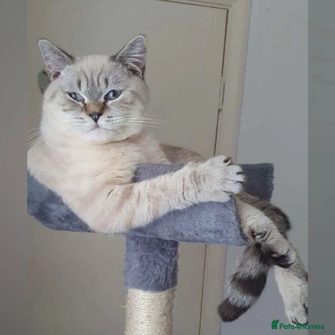 British Shorthair cats for sale: RARE SEAL LYNX PURE BRED BSH TEDDY BEARS - Advert 23