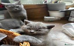 British Shorthair cats for sale: British shorthair boy - Image 2