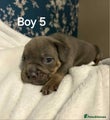 American Bully boy 5