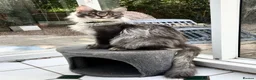 Maine Coon cats for sale: POLYDACTYL MAINE COON KITTENS - Advert 16