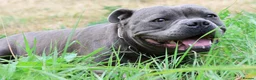 Staffordshire Bull Terrier dogs for sale: 💚💚💚BLUE STAFFIES 💚💚💚 - Advert 9