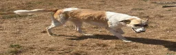 Mixed Breed dogs for adoption: Happy - Norwich Norfolk  - Advert 18