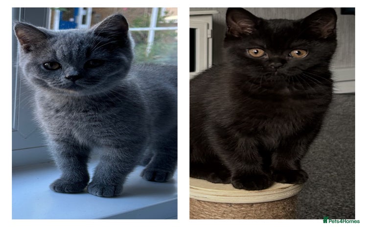 British Shorthair cats - Advert 4