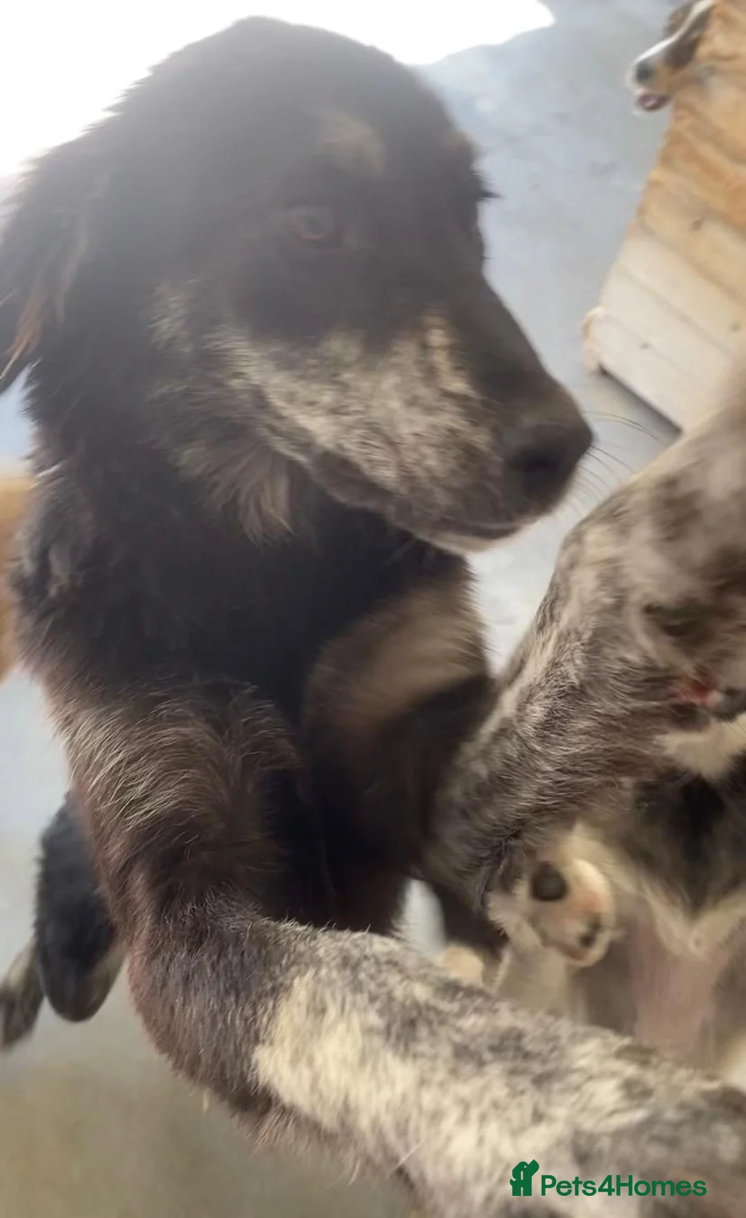 Mixed Breed dogs for adoption: Kaiti, 1-2 yrs old. Available for adoption. - Advert 2