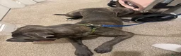 Cane Corso dogs for sale: Cane Corso in Poole - Advert 2