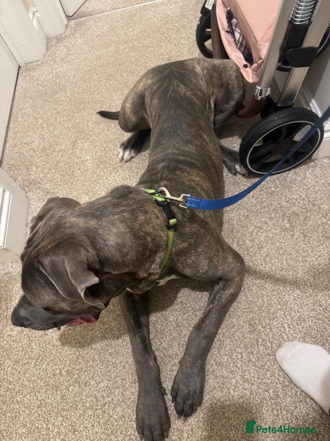Cane Corso dogs for sale: Cane Corso in Poole - Advert 2