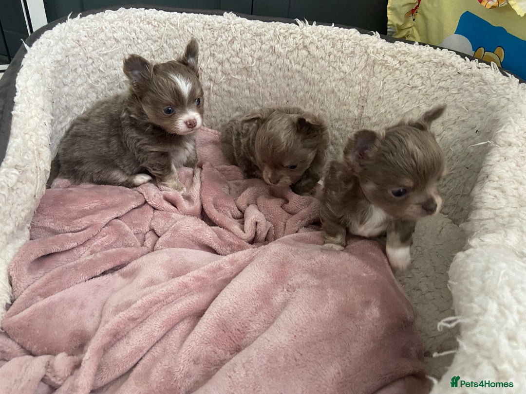 Chihuahua dogs for sale: Beautiful lilac boys  - Image 1