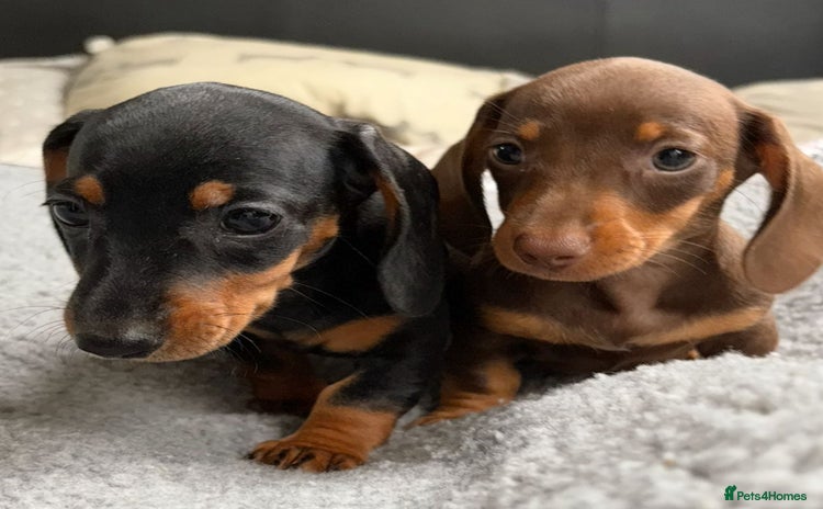 Miniature Dachshund dogs - Advert 1