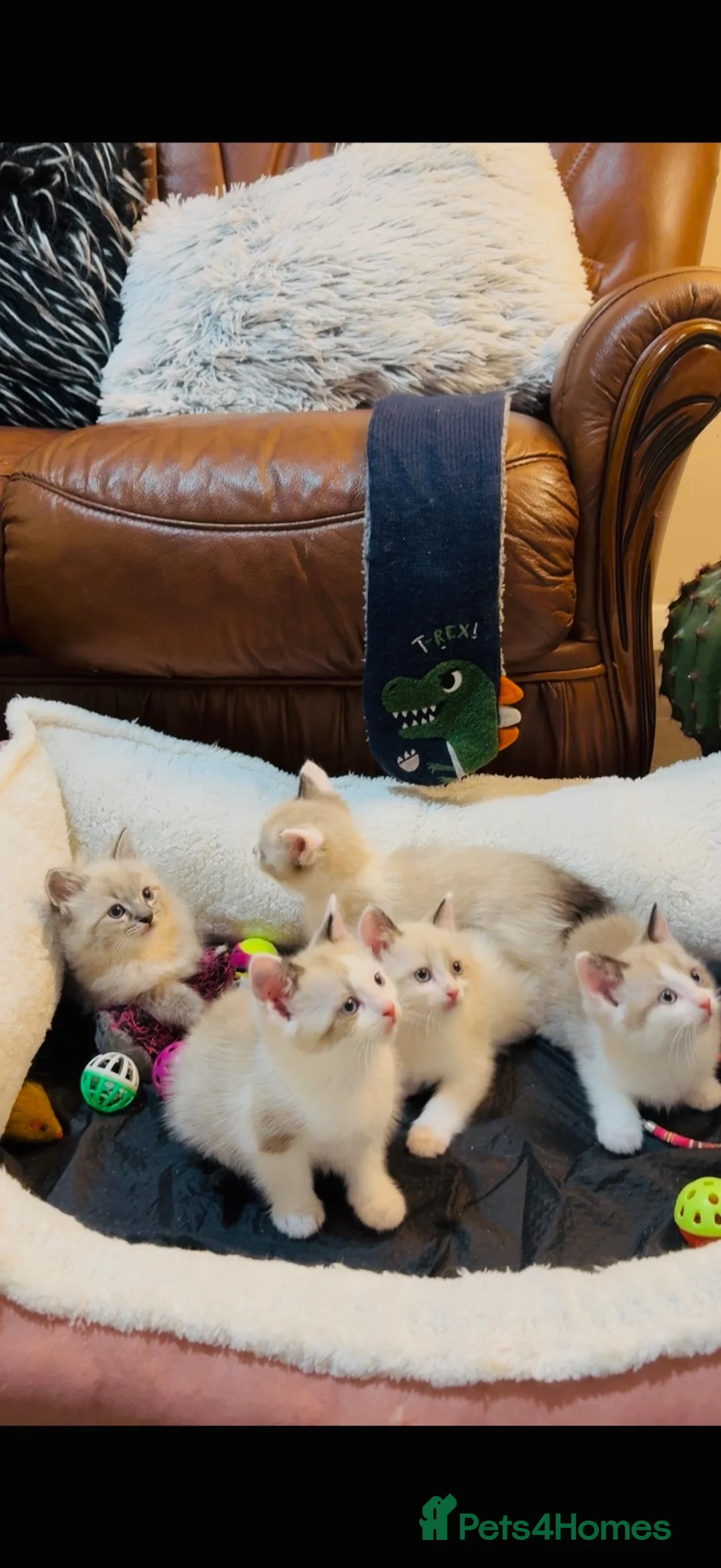 Mixed Breed cats for sale: 5 Cross ragdoll - Advert 2