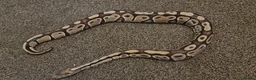 Python Snake reptiles for sale: Het Pied Ball Phython  - Advert 4