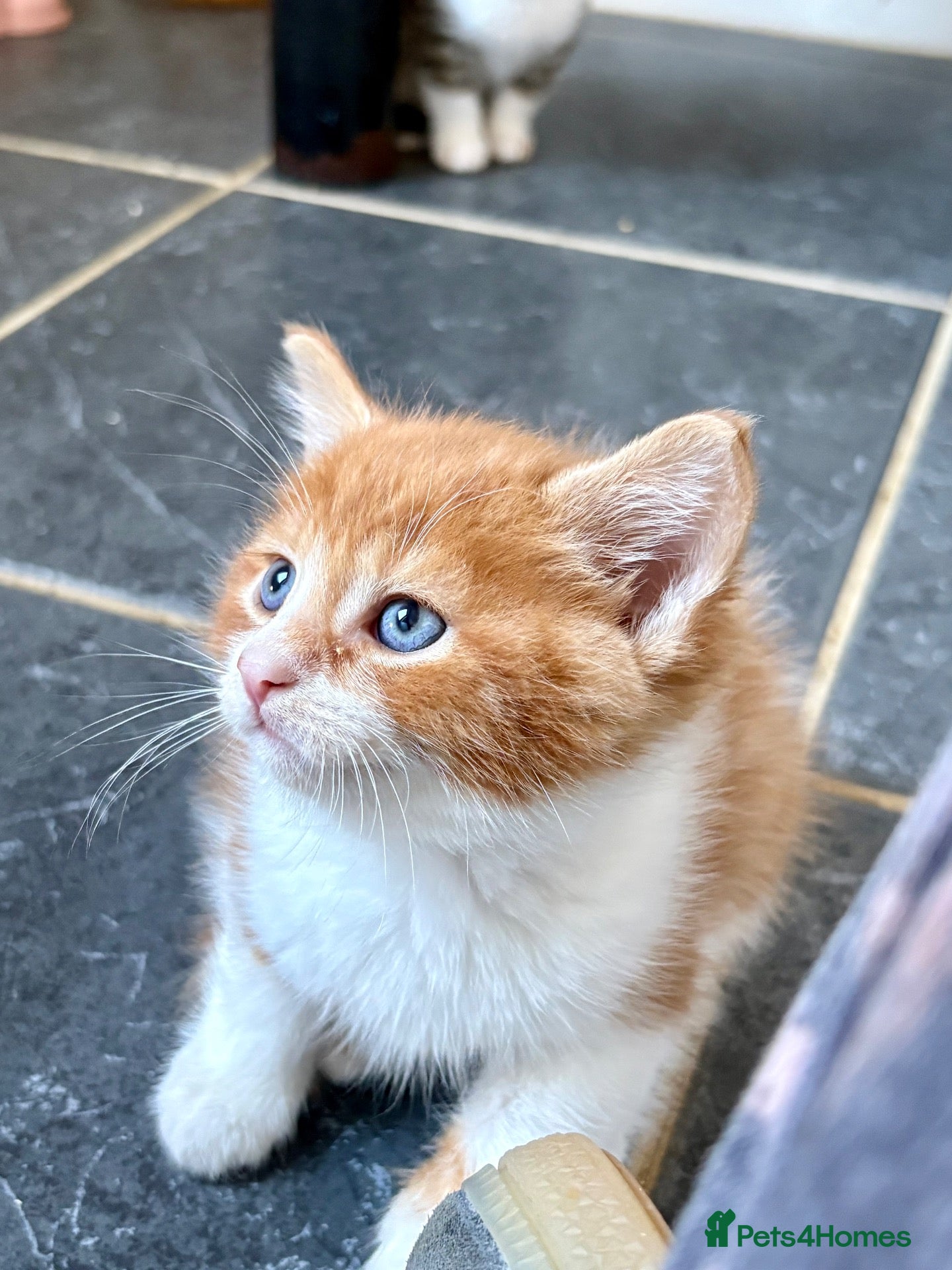 Mixed Breed cats Cute mixed breed kittens  - Advert 5