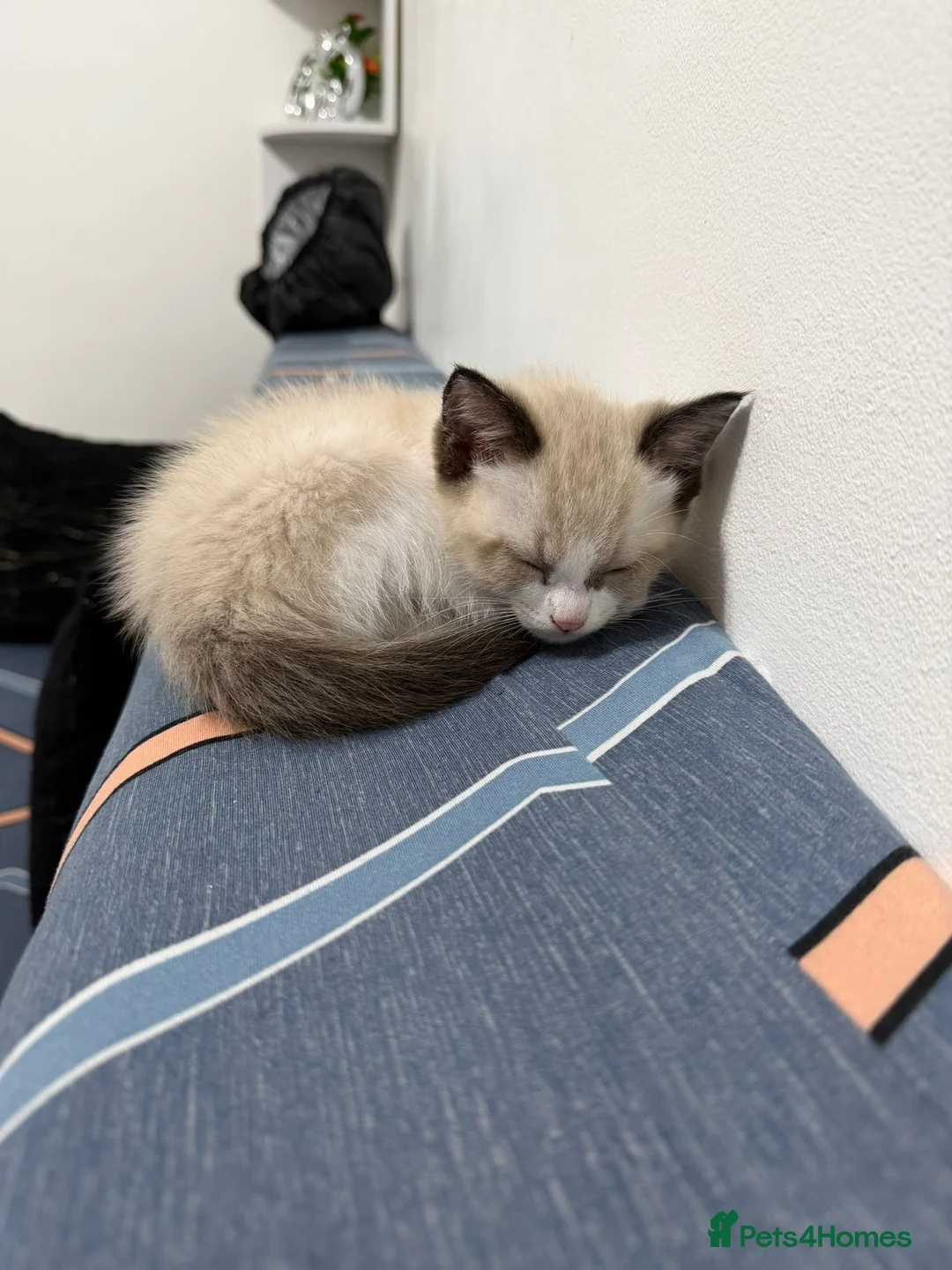 Burmese cats for sale: BURMESE BICOLOUR BOY *AVAILABLE* in London - Advert 2