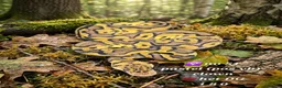 Python Snake reptiles for sale:  Various ball pythons  - Advert 13