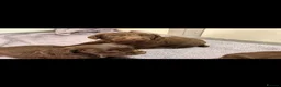 Sprocker dogs for sale: Beautiful Sprocker Pups..  - Advert 6