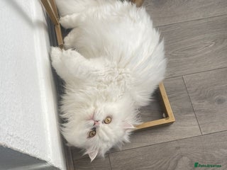 Mixed Breed cats Persian Mix kittens - Advert 10