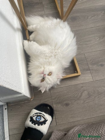 Mixed Breed cats Persian Mix kittens - Advert 15