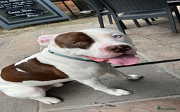 Mixed Breed dogs for sale: 4 beautiful American bully cross staffy puppies - Image 13