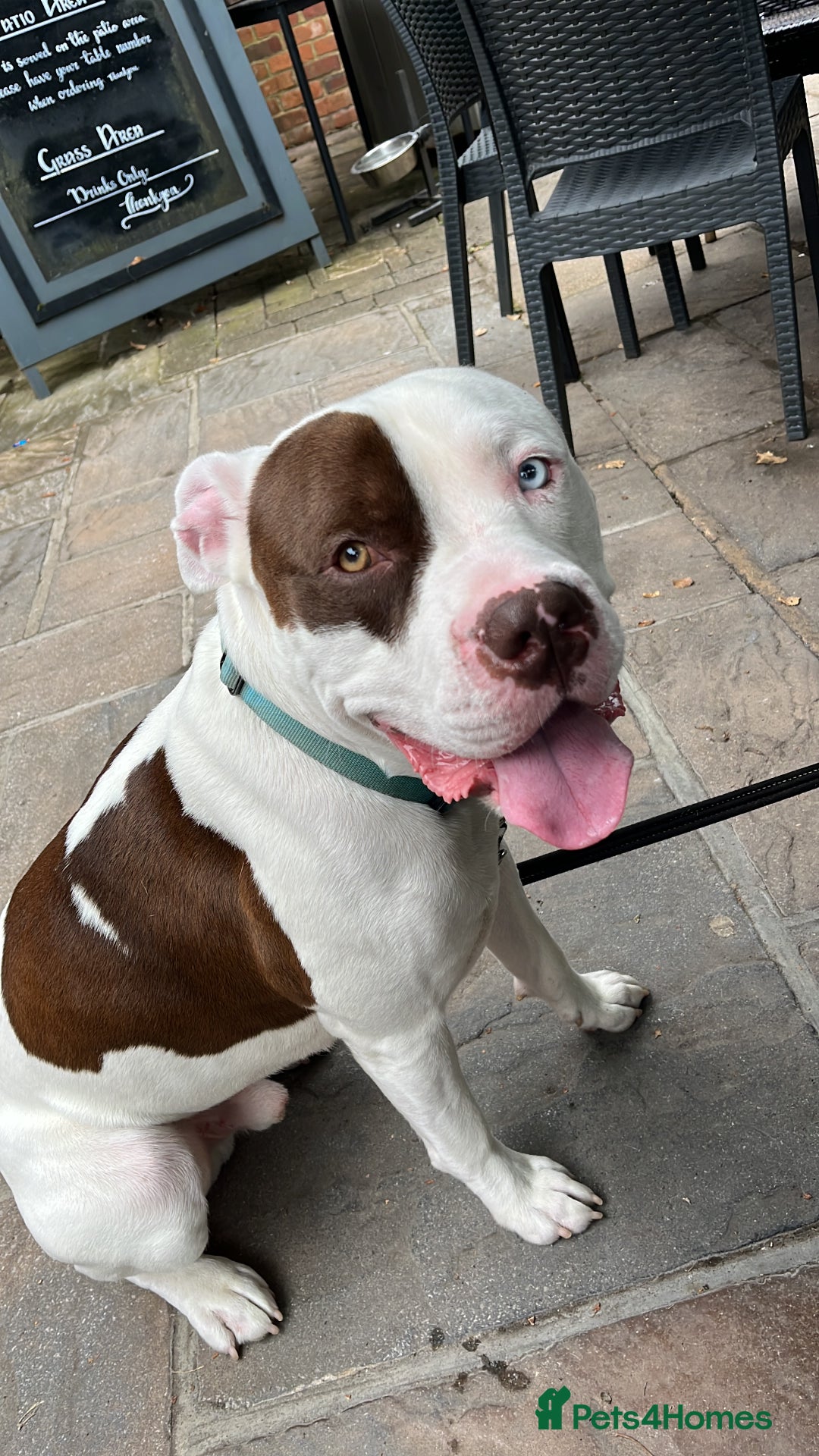 Mixed Breed dogs for sale: 4 beautiful American bully cross staffy puppies - Image 13