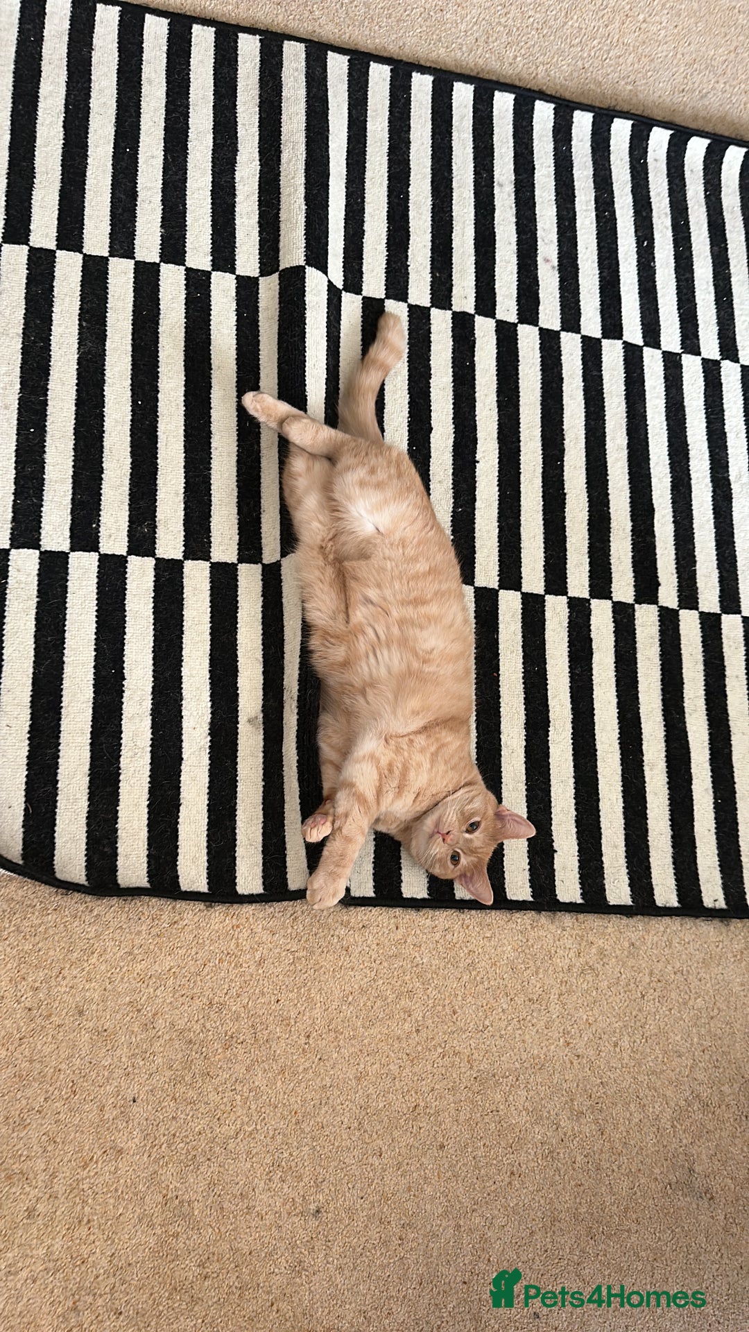 Mixed Breed cats for sale: Need Sitter for a cat - Image 4