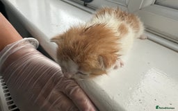 Mixed Breed cats for sale: Mixed breed kittens for sale - Advert 4