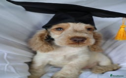 Cocker Spaniel dogs for sale: Championline Cocker Spaniel - Advert 36