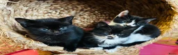 Mixed Breed cats for sale: Kittens  - Advert 8