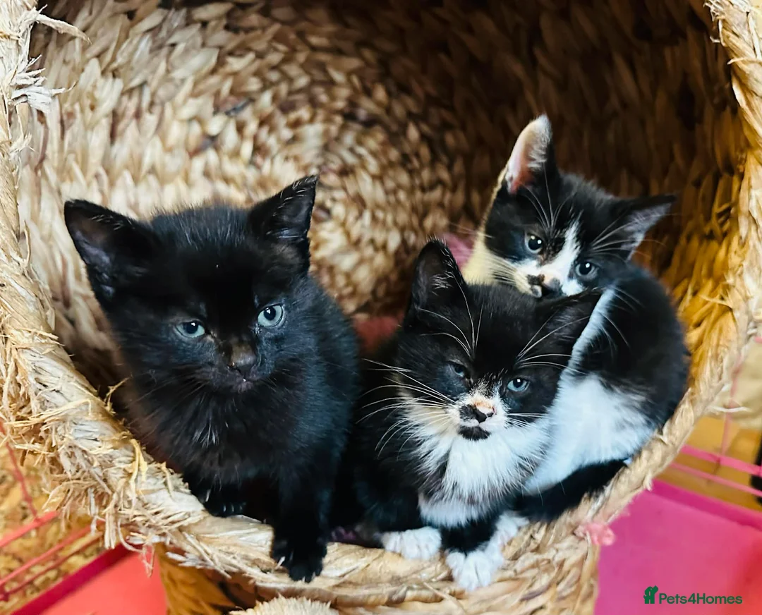 Mixed Breed cats for sale: Kittens  - Advert 8