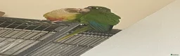 Conures birds for sale: Conure bonded male and female - Advert 1