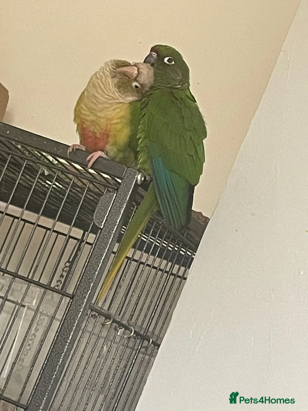 Conures birds for sale: Conure bonded male and female - Advert 1