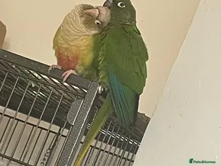 Conures birds Conure bonded male and female - Advert 2