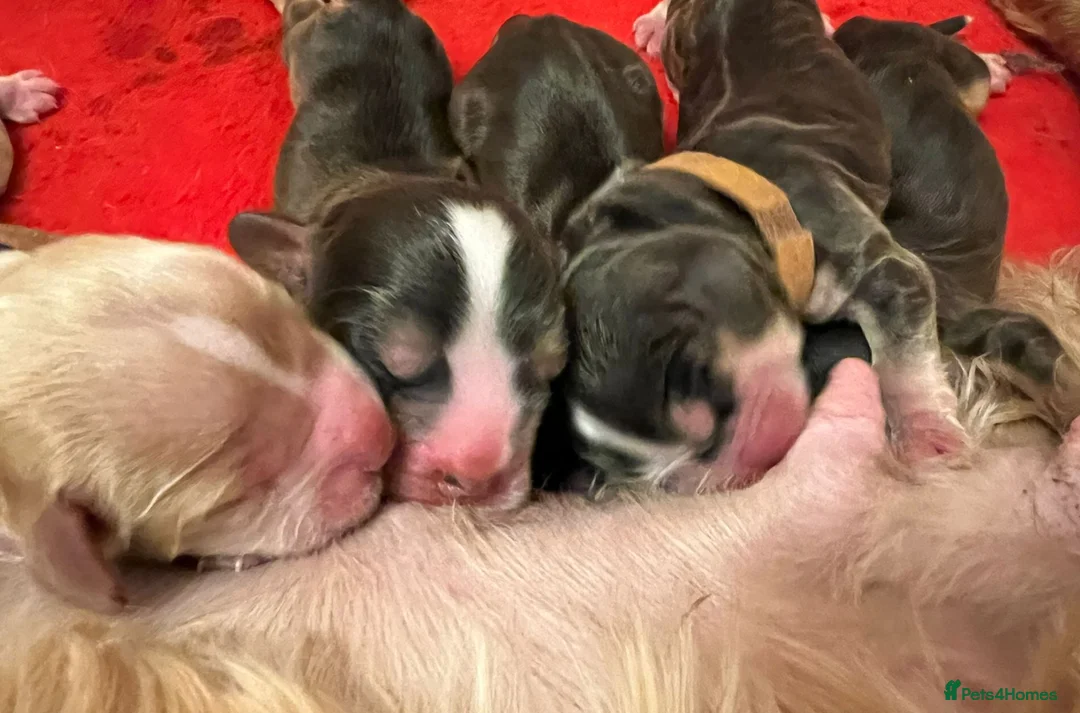 Cocker Spaniel dogs for sale: Exceptional Health Tested Show Cocker Spaniel - Advert 23