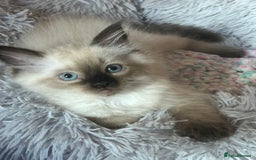 Ragdoll cats for sale: 💙 RAGDOLLS Ready 13th August Seal Pointed Kittens - Image 6