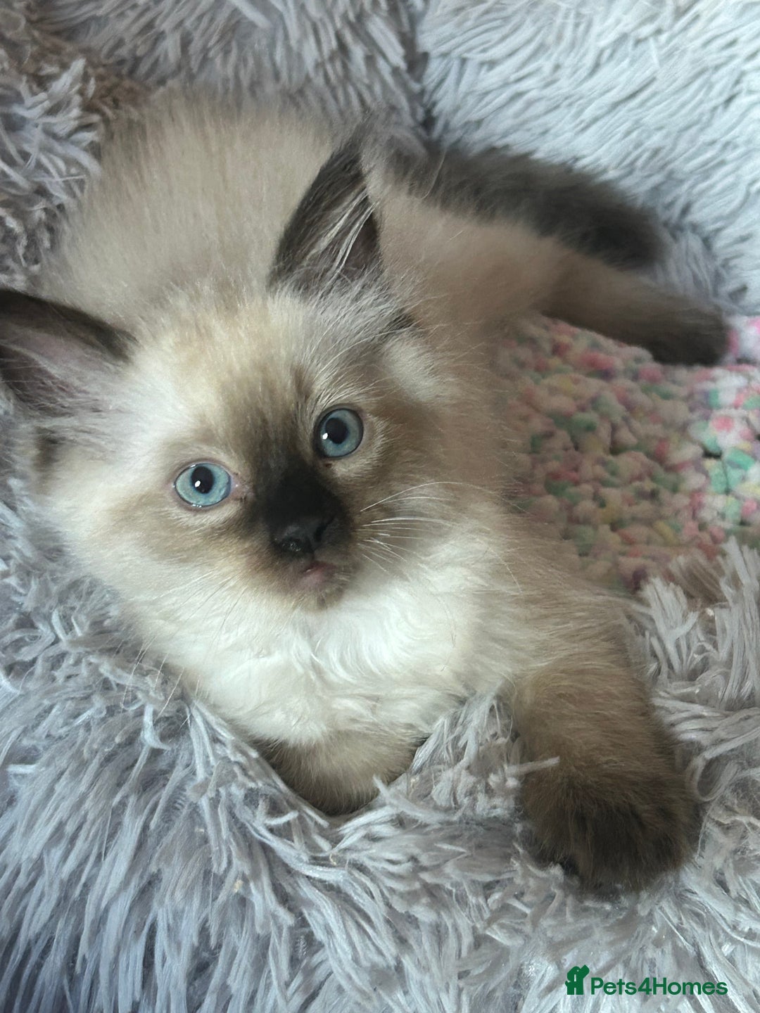 Ragdoll cats for sale: 💙 RAGDOLLS Ready 13th August Seal Pointed Kittens - Image 6