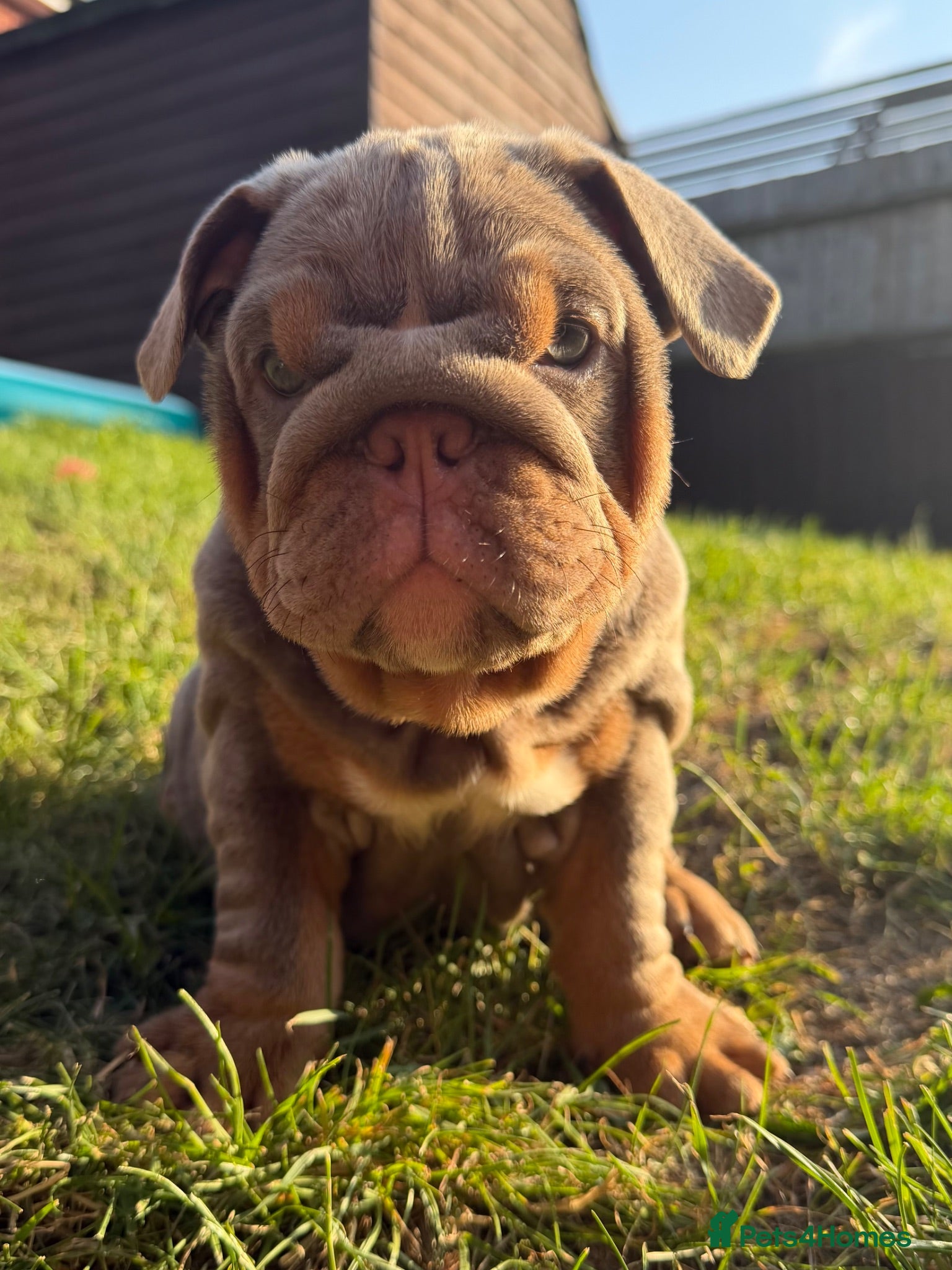 English Bulldog dogs Top Tier KC English Bulldog Puppies🐶 - Advert 1