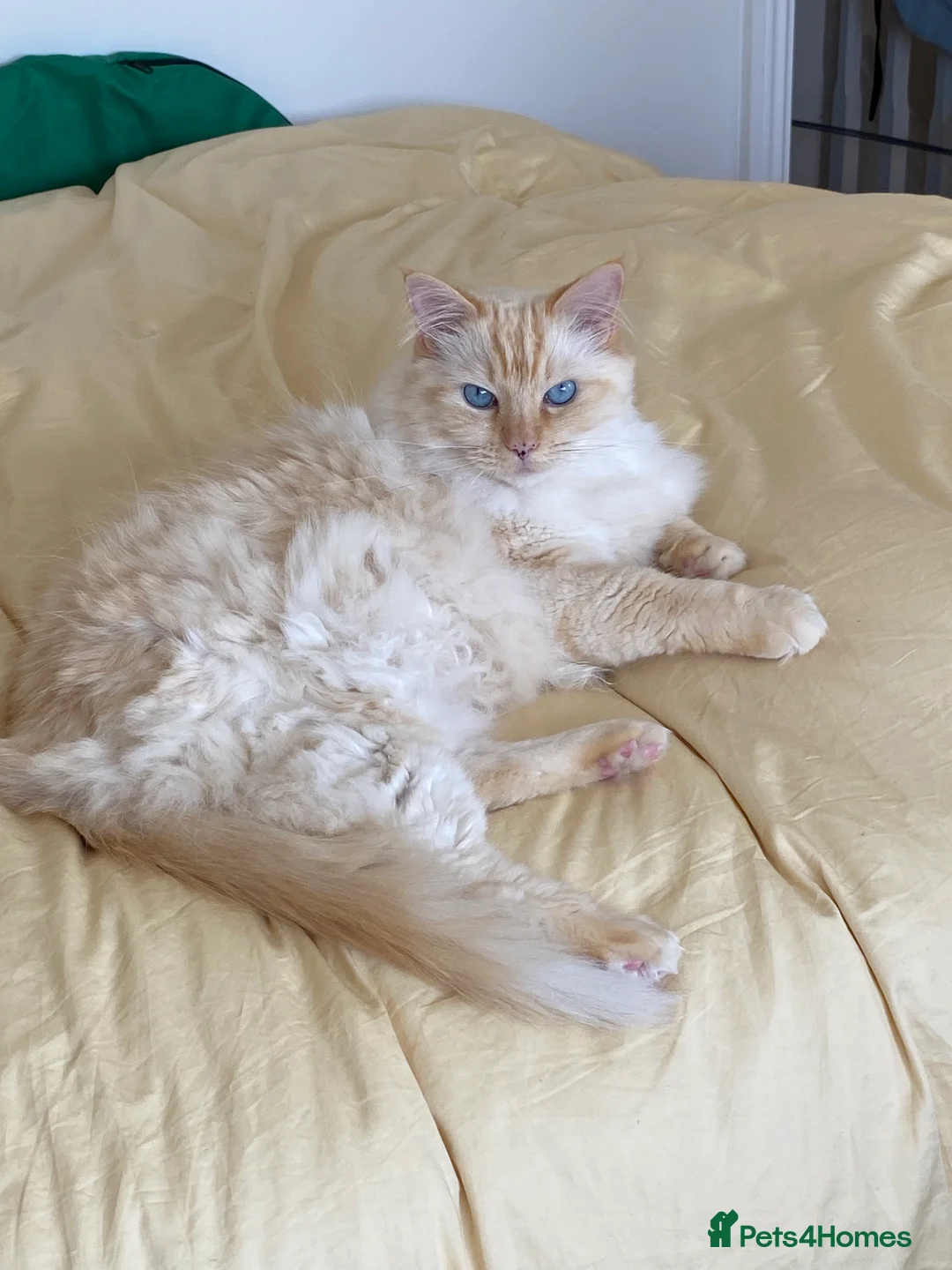 Ragdoll cats for sale: 2 ragdoll 8 year old brothers - Advert 9