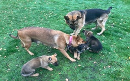 German Shepherd dogs for sale: German Shepherd puppies ideal family security dog - Image 5