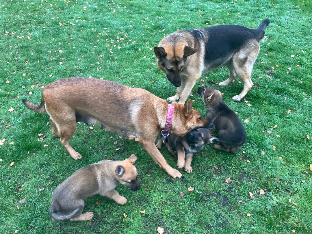German Shepherd dogs for sale: German Shepherd puppies ideal family security dog - Image 5