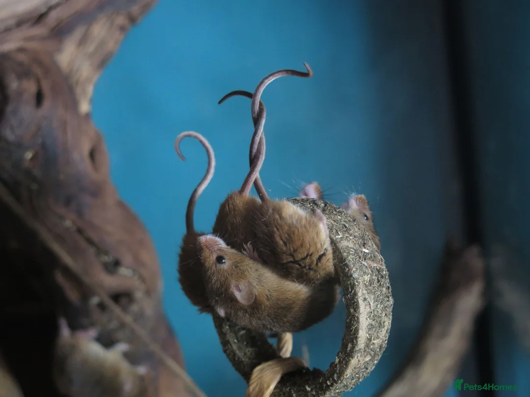 Mouse rodents for sale: Harvest mice for sale, Newcastle upon Tyne - Advert 2