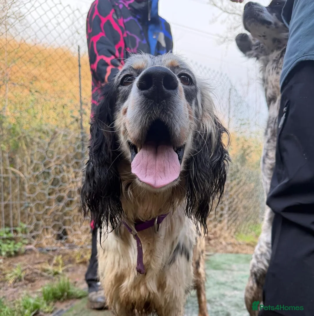English Setter dogs for adoption: Drick - Advert 9