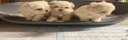 Maltese dogs for sale: 3 boys Maltese puppies  in Sittingbourne - Advert 4
