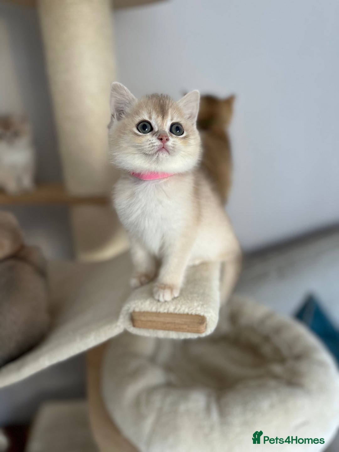 British Shorthair cats for sale: ‼️READY NOW‼️ 2 kittens left  - Advert 37