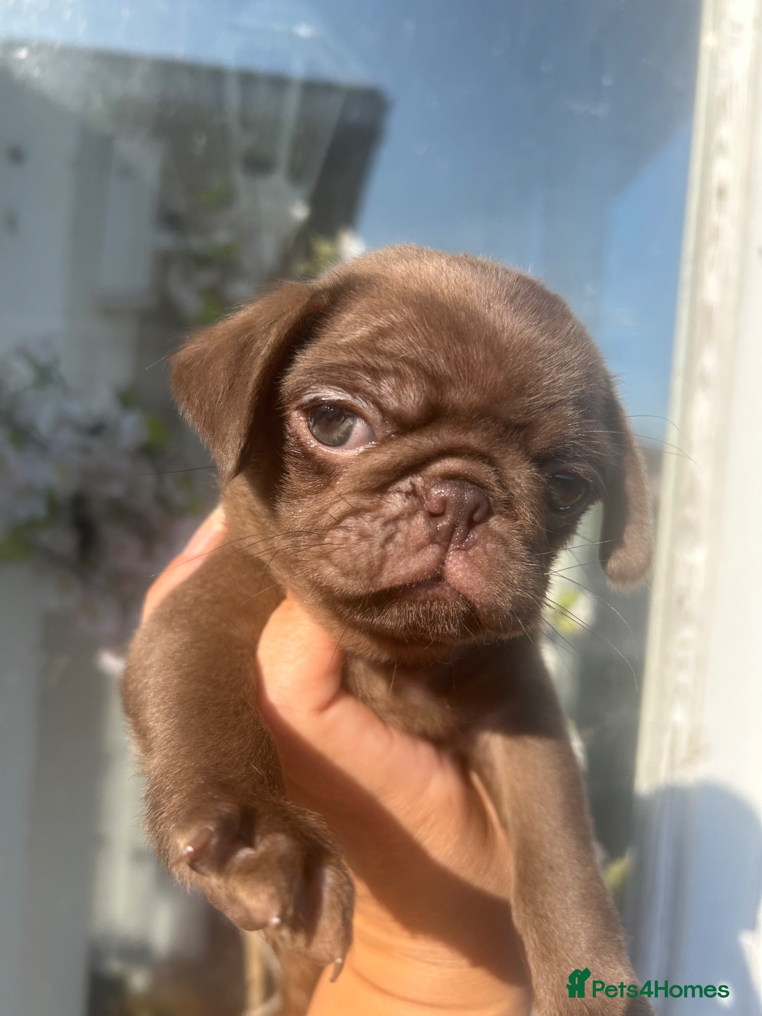 Pug dogs Quality Chocolate Pug Puppies available  - Advert 19